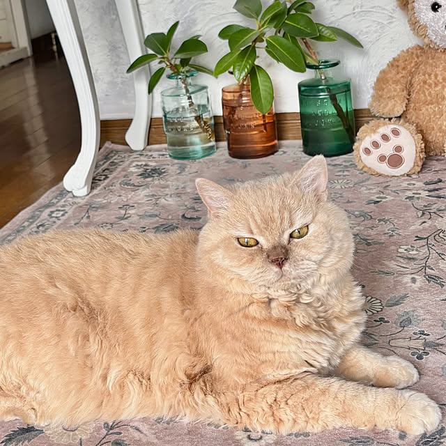 naokoさんの実例写真