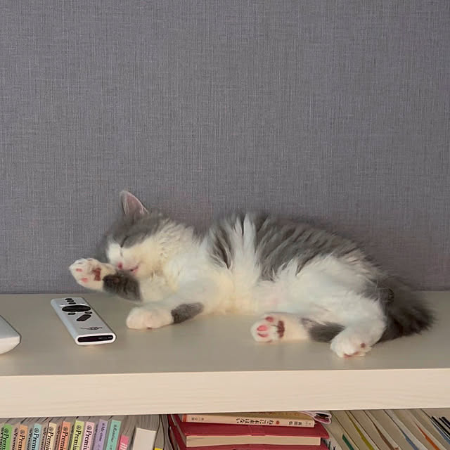 apoohさんの実例写真