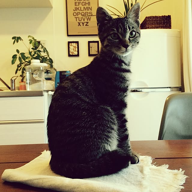 maruさんの実例写真