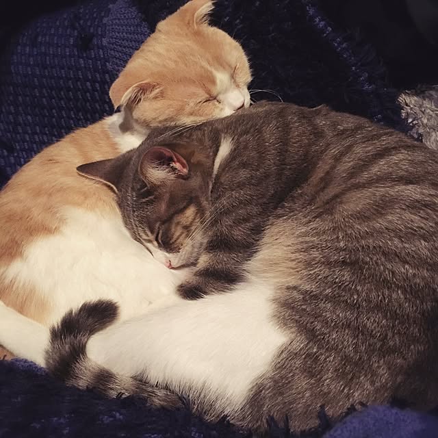 pepperさんの実例写真