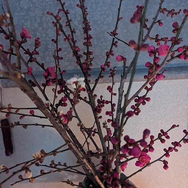 machikomamaさんの部屋