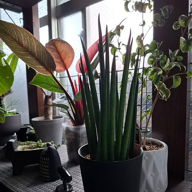 noaさんの部屋