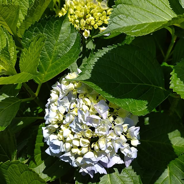 リビング/家庭菜園/紫陽花/花のある暮らし/季節の花...などのインテリア実例 - 2025-05-31 16:32:33