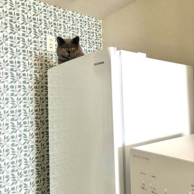 GUMIMINさんの実例写真