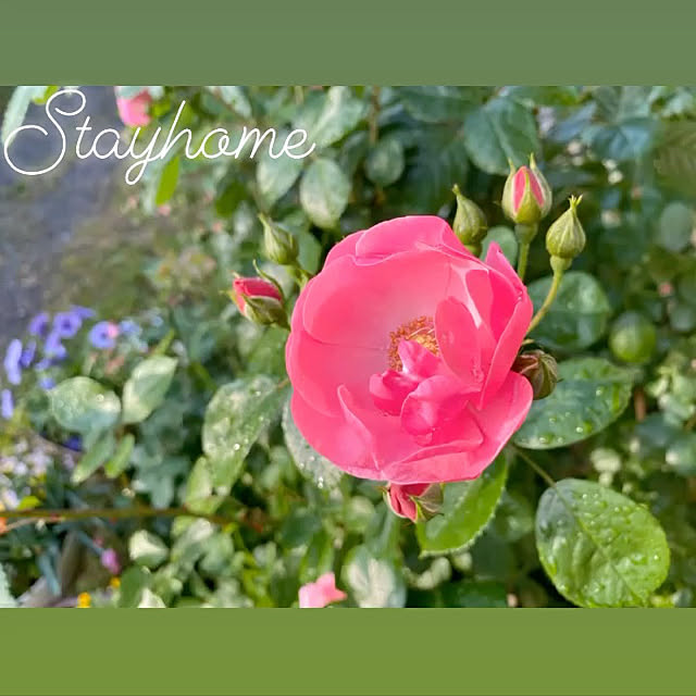 Tamamamaさんの実例写真