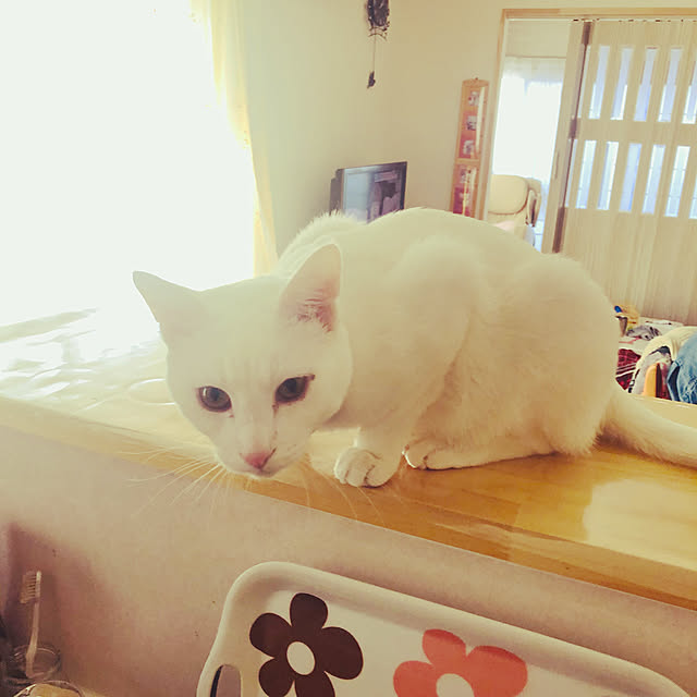 moyuhiさんの実例写真