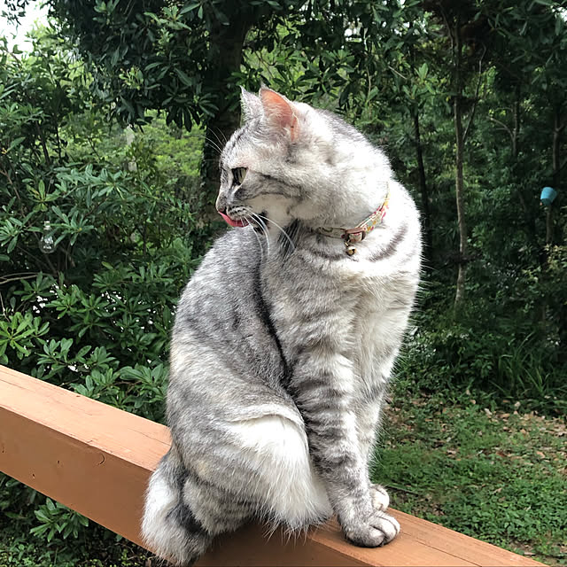 COCOさんの実例写真