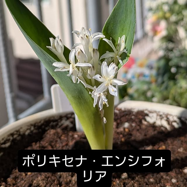 toramamaさんの実例写真