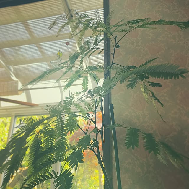 twatchhomeさんの実例写真