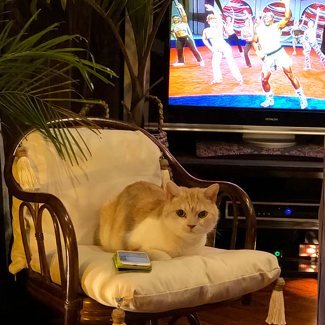 aiaiさんの実例写真