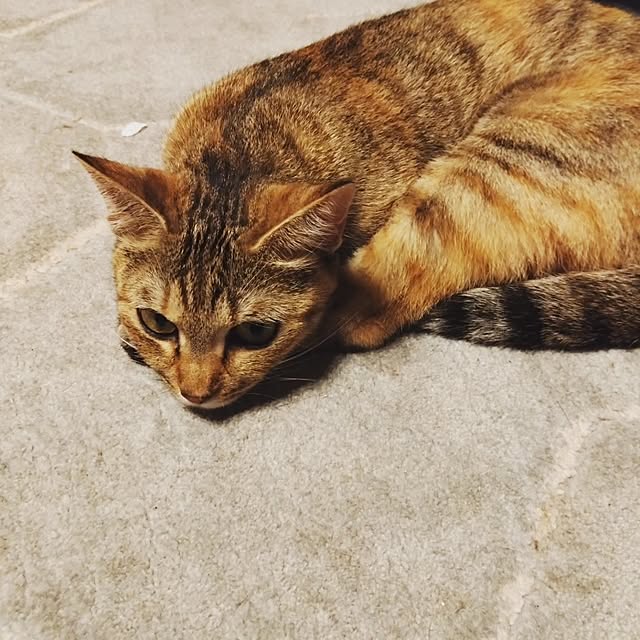 mamekoさんの部屋
