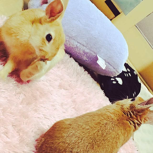 m-t3646さんの実例写真