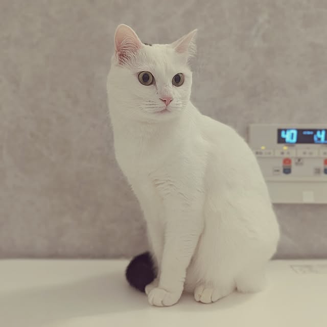 nekocatさんの実例写真