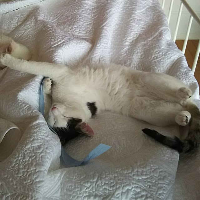 sakuraさんの実例写真