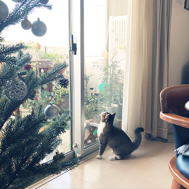 nekomiさんの実例写真