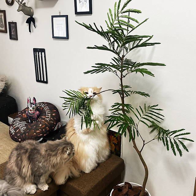 yuuchoさんの部屋