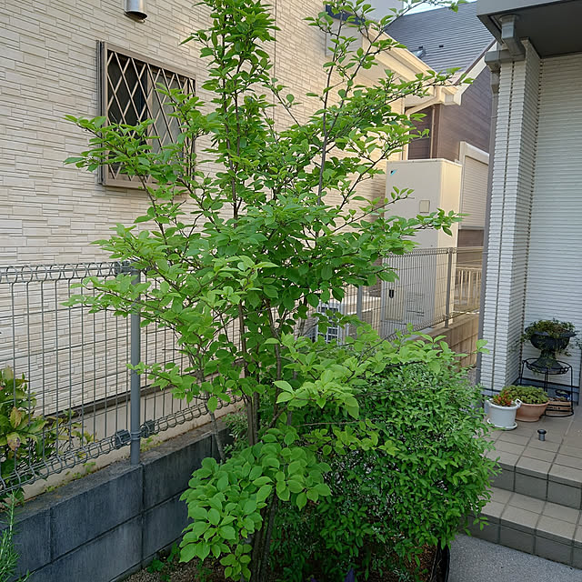 chisa.mioさんの実例写真