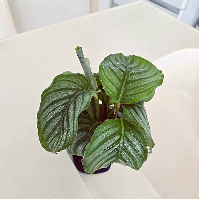 mutyukingさんの部屋
