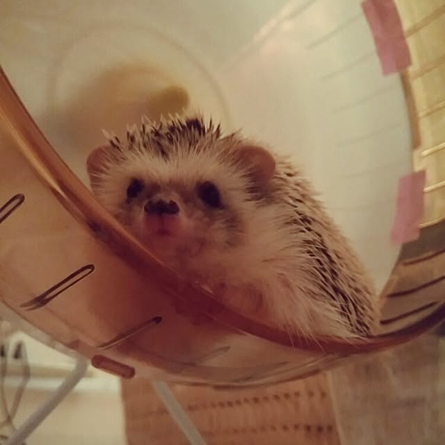 kuruさんの実例写真
