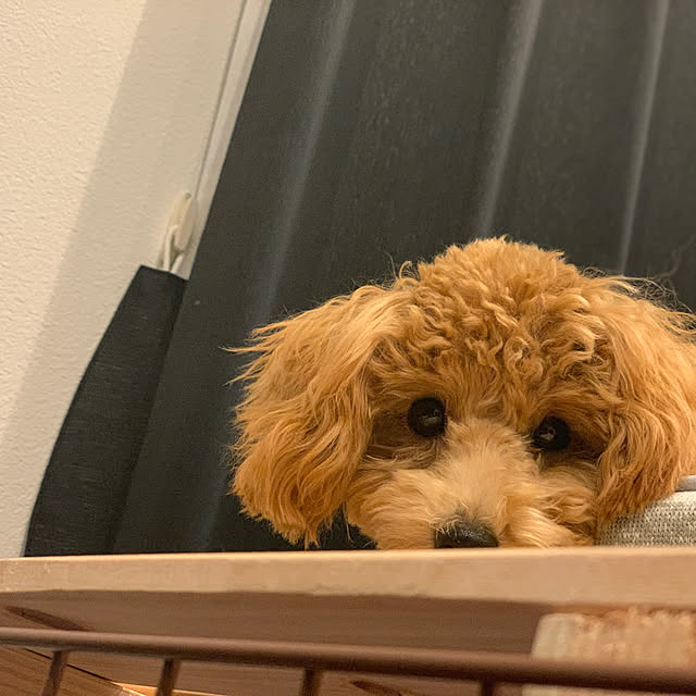 gulutoさんの実例写真