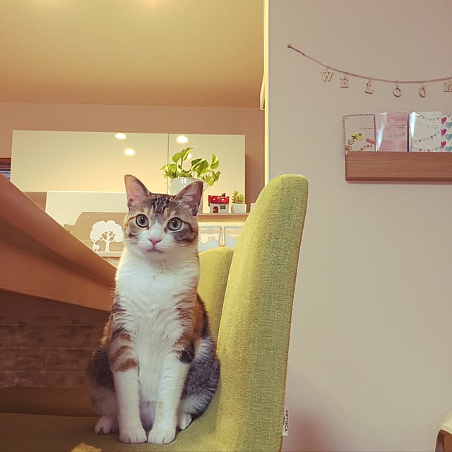 Yukikoさんの実例写真