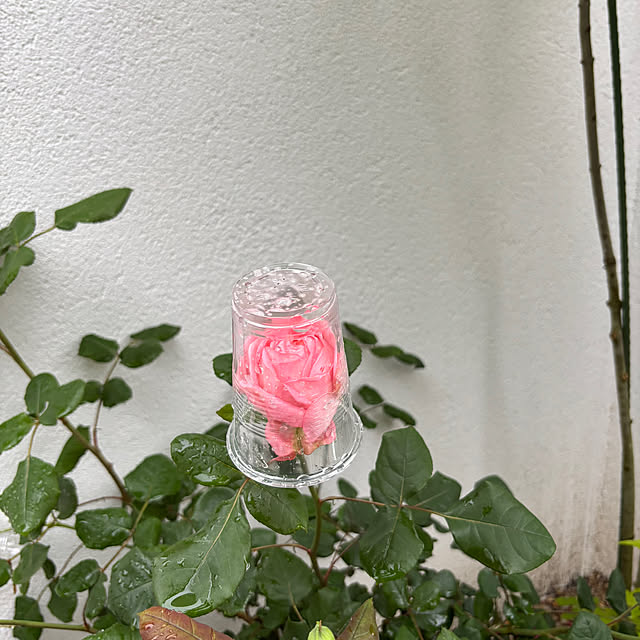 choさんの実例写真