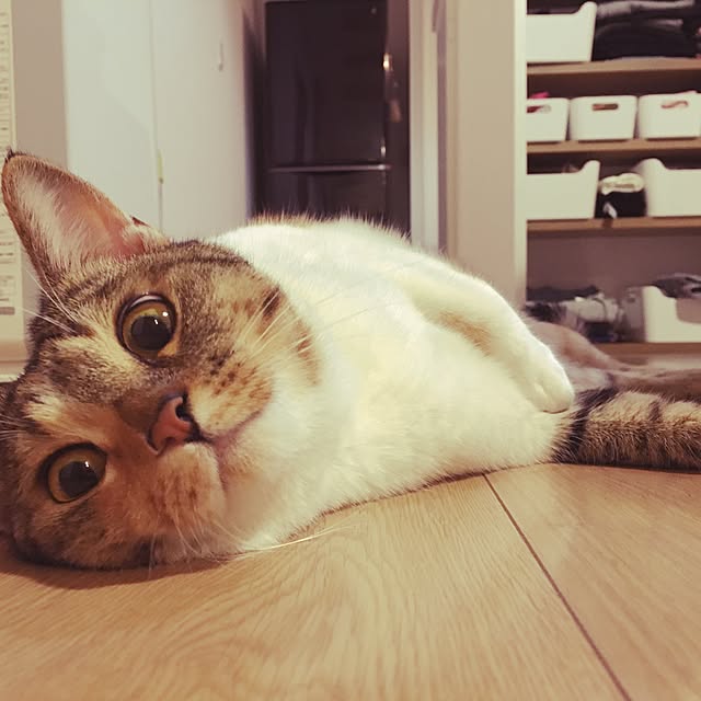 実例写真