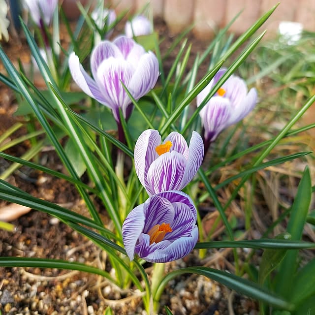 momoさんの実例写真