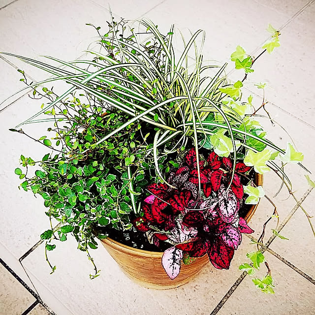 玄関/入り口/green/一人暮らし/ig→SIXTEEN_____16/植物...などのインテリア実例 - 2018-06-30 02:25:05