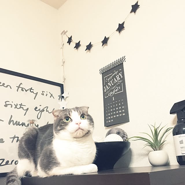 tansukeさんの実例写真