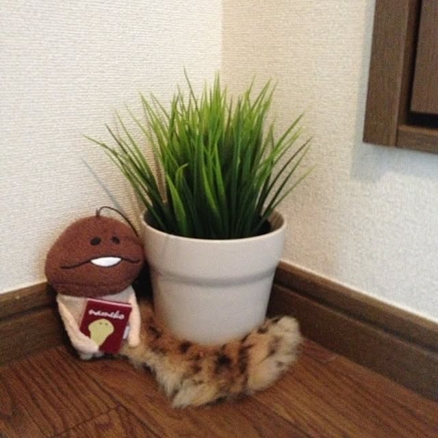 jam25さんの実例写真