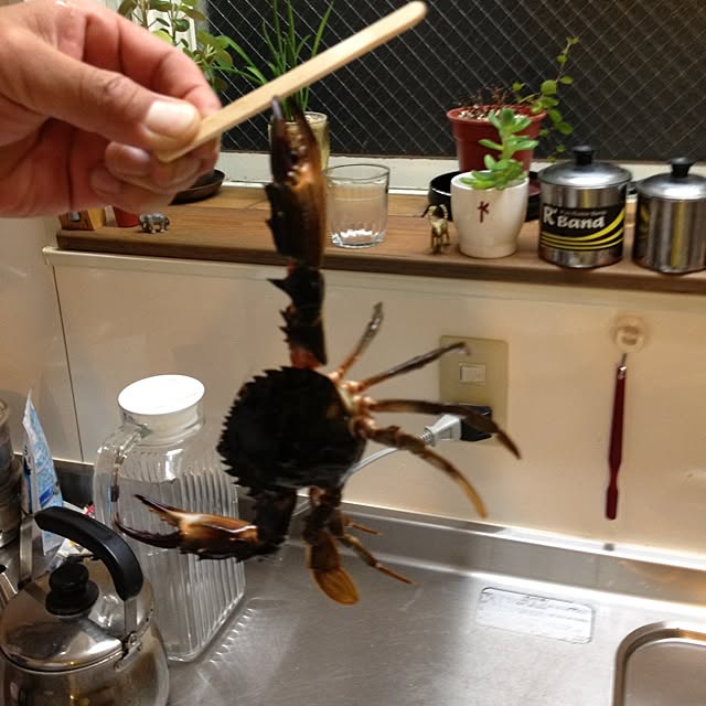 botanさんの実例写真