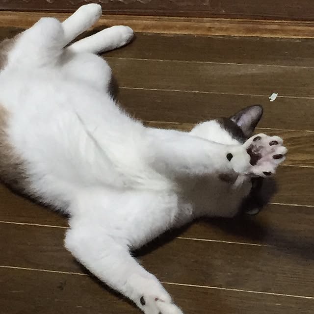 vivienne.coco-keiさんの実例写真