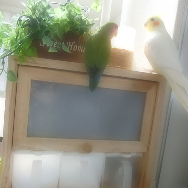 toratanさんの実例写真
