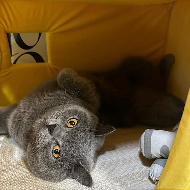 kittyさんの部屋
