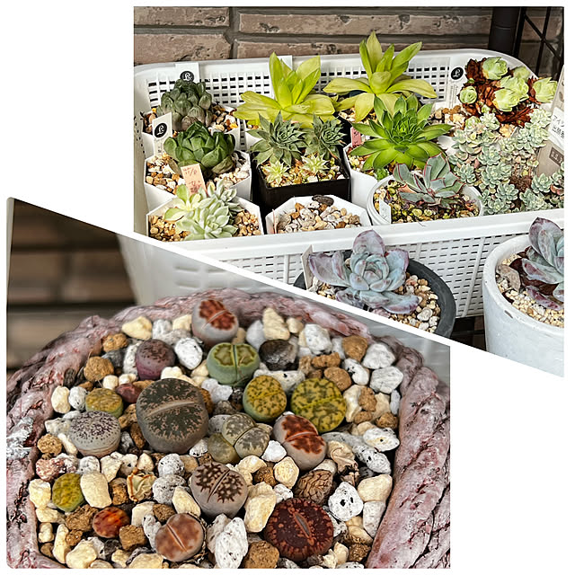 melmelさんの部屋