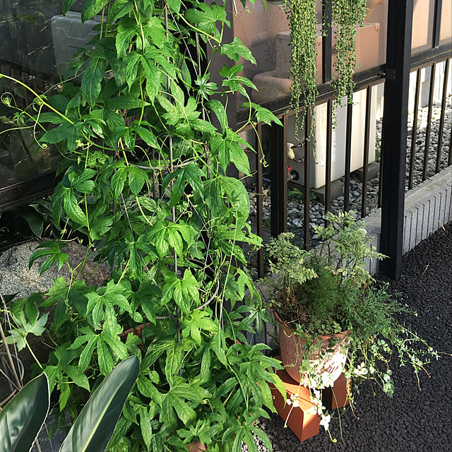 niconさんの実例写真