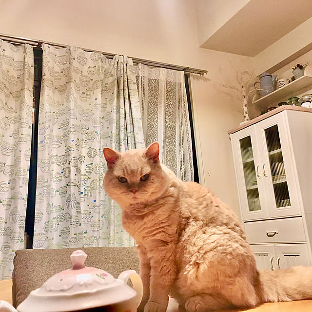 naokoさんの実例写真