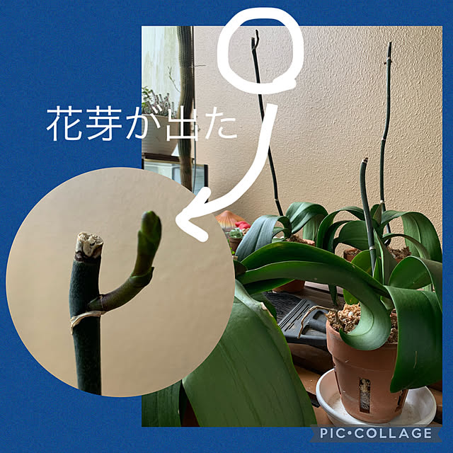 Aqettyさんの実例写真