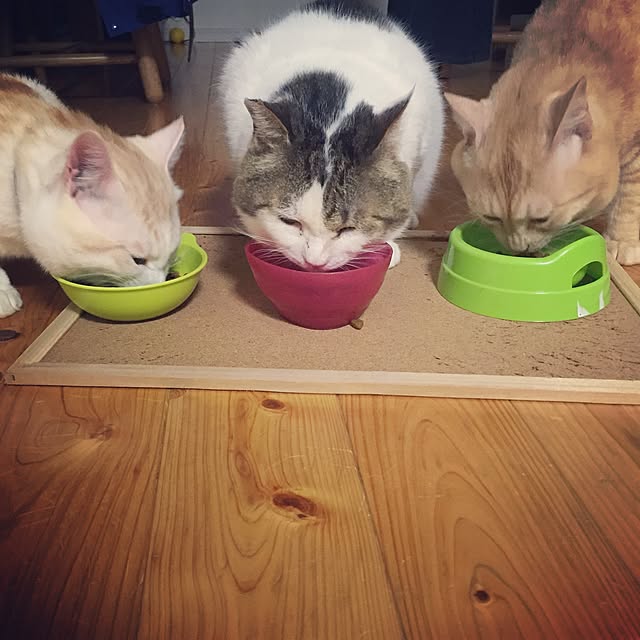 chiimalさんの実例写真