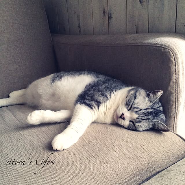 sitoraさんの実例写真