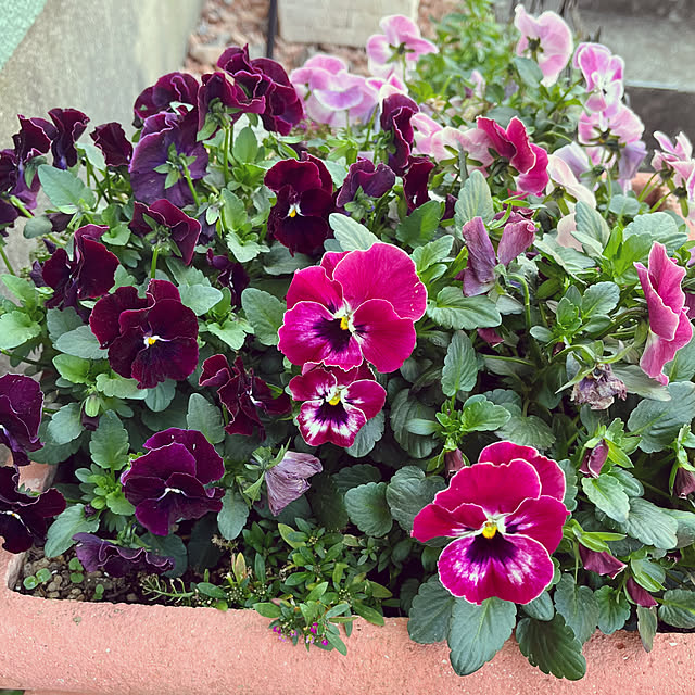 kaochanさんの部屋