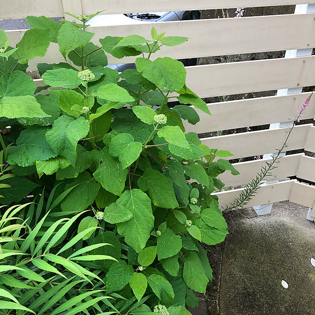 fuwalilyさんの実例写真