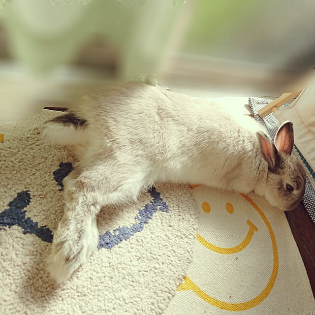 yokomokoさんの実例写真