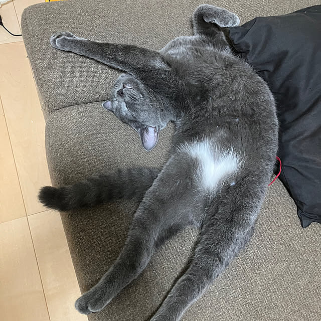 nekoさんの実例写真