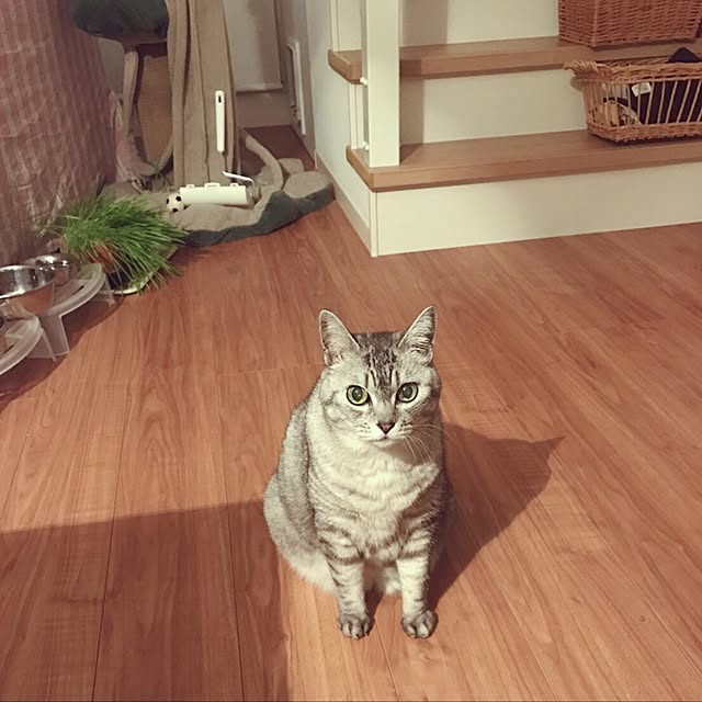 CHIEさんの実例写真