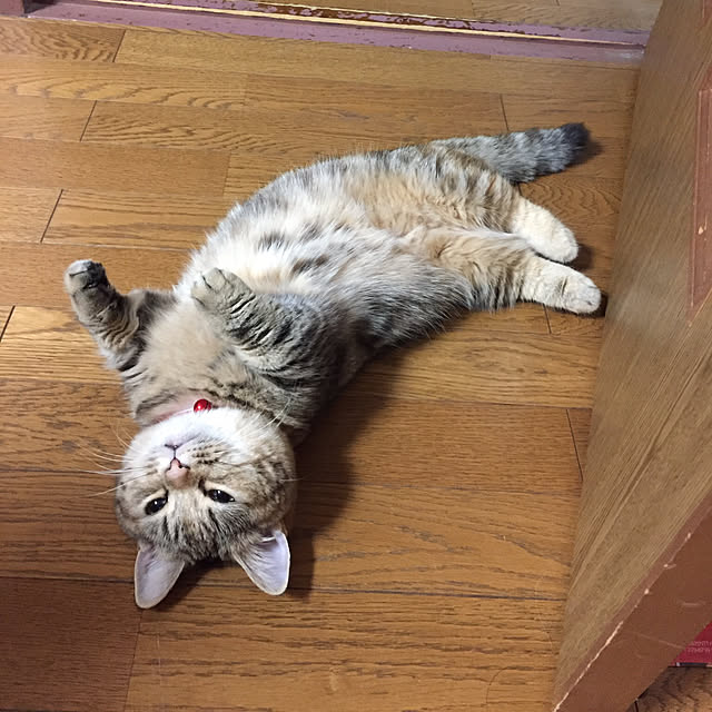 keibooさんの実例写真