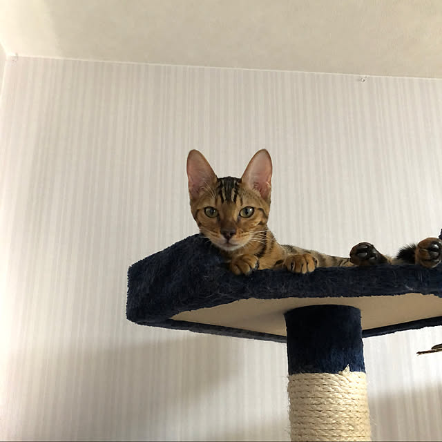 garikoさんの実例写真