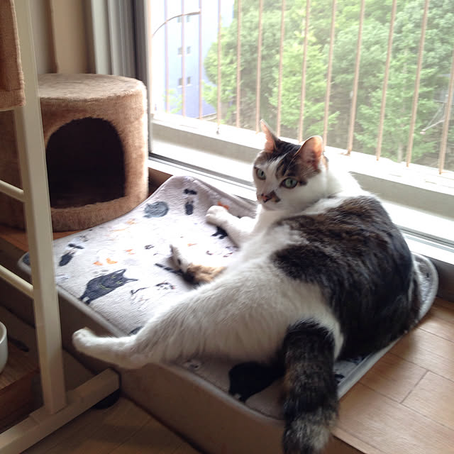 Sakiさんの実例写真