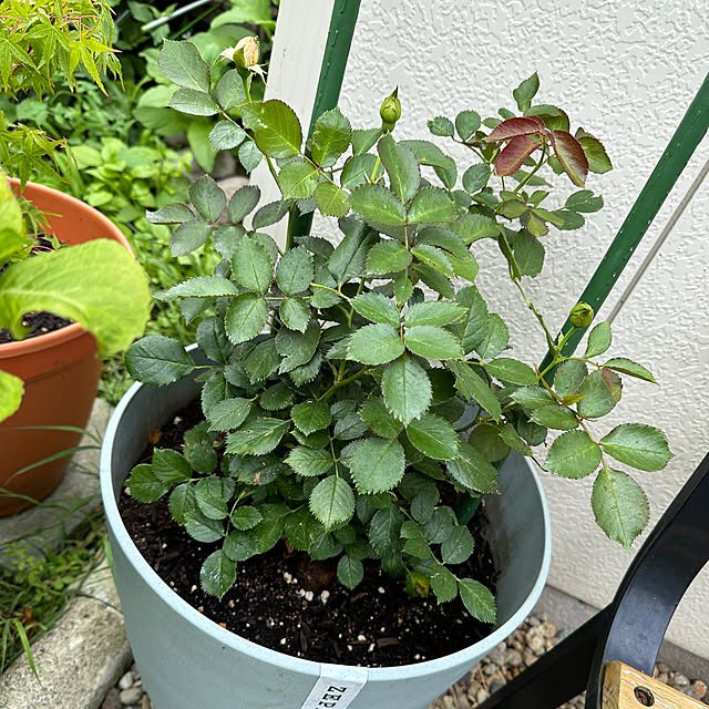 ryannicolas41さんの部屋